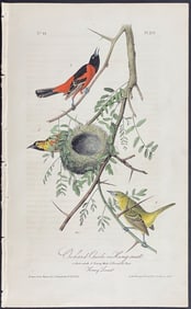 Audubon - Orchard Oriole or Hang-nest. 219