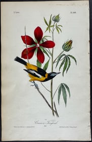 Audubon - Common Troupial. 499
