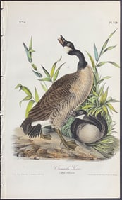 Audubon - Canada Goose. 376
