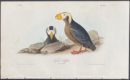 Audubon - Tufted Puffin. 462