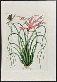 Catesby - Wild Pine with Locusta (Cricket). 2-89