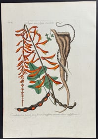 Catesby - Little Brown Bead Snake with Coral Bush. 2-49