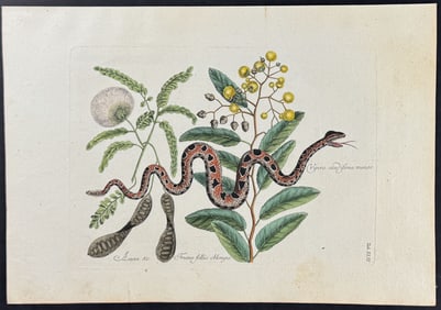 Catesby - Small Rattlesnake (Carolina Pigmy Rattlesnake). 2-42