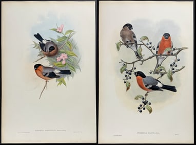 Gould - 4 Bullfinch Lithographs