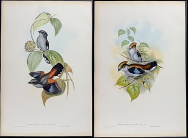 Gould - Pair of Eurylaime Lithographs