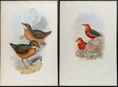 Gould - Pair of Pitta Lithographs