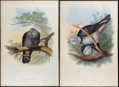 Gould - Pair of Wood-Pigeon Lithographs