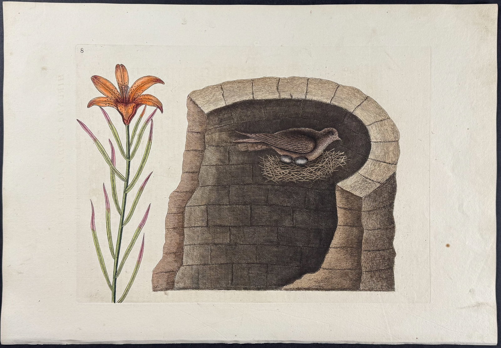 Catesby, First Ed - American Swallow with Lily. Sup-8: We are pleased to offer this folio engraving from Mark Catesby?s The Natural History of Carolina, Florida and the Bahama Islands: Containing the Figures of Birds, Beasts, Fishes, Serpents, Insects, an