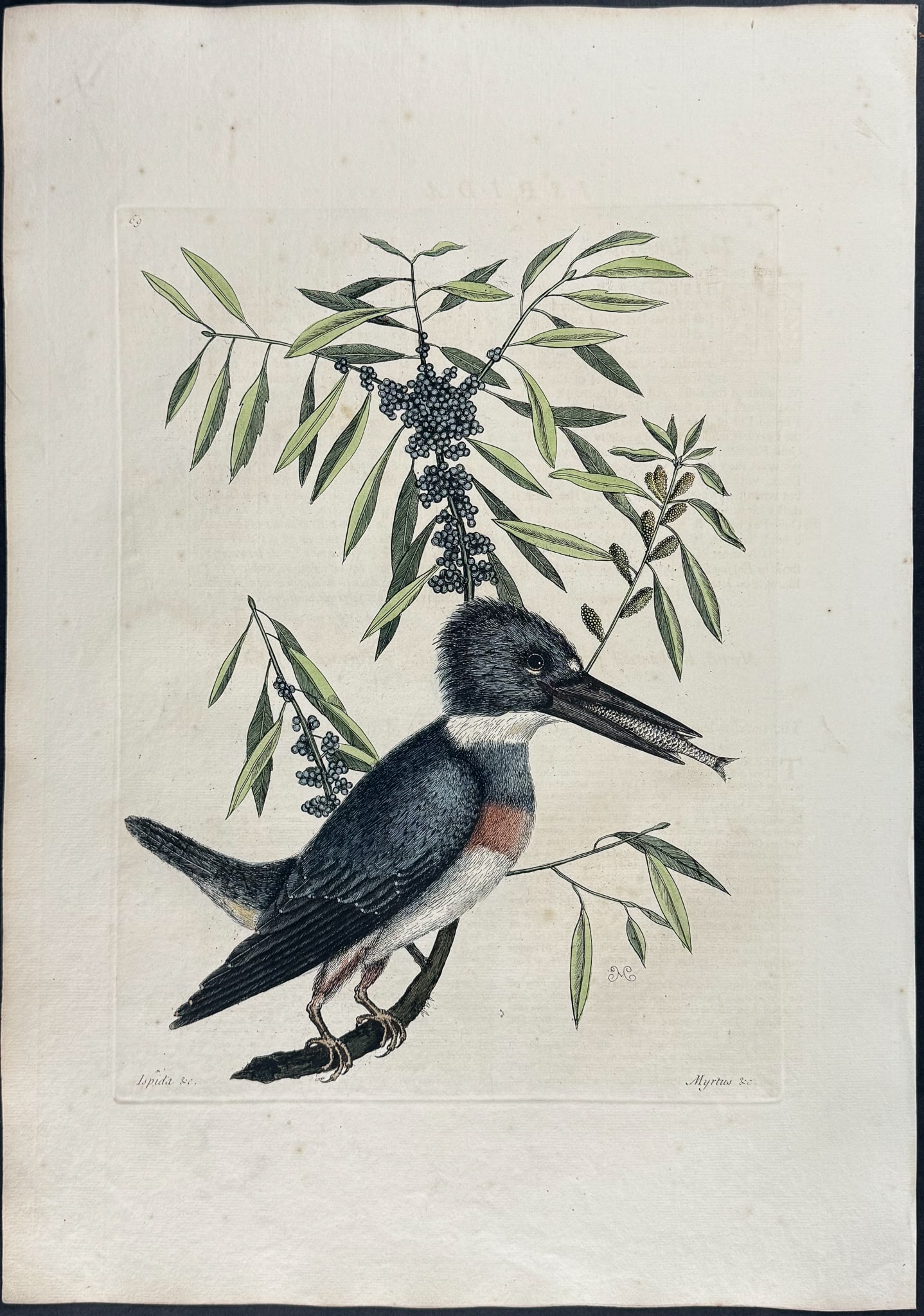 Catesby, First Ed - Kingfisher with Narrow Leaved Candleberry Myrtle: We are pleased to offer this folio engraving from Mark Catesby?s The Natural History of Carolina, Florida and the Bahama Islands: Containing the Figures of Birds, Beasts, Fishes, Serpents, Insects, an