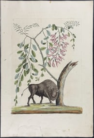 Catesby, First Ed - American Bison. Sup-20