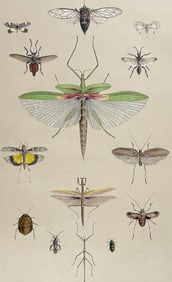 Angas, Australia - Native Australian Animals: Locust, Walking Stick, Insects
