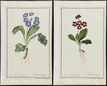 3 Original Watercolors of Primula after Nebl, Ledl, Ledelmaier for Jacquin (according to Linnaeus