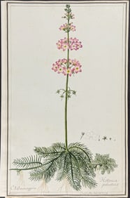 Original Watercolor of Water Violet (Hottonica palustris) after Bossaner for Curtis (according to