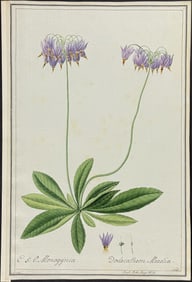 Original Watercolor of Shooting Star or Cowslip (Dodecatheon meadia) after Franz for Curtis