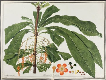 Original Watercolor of Theophrasta longifolia after Herz for Jacquin (according to Linnaeus system)