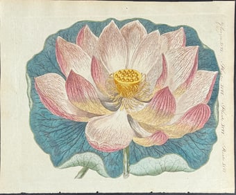Bertuch - Water Lily