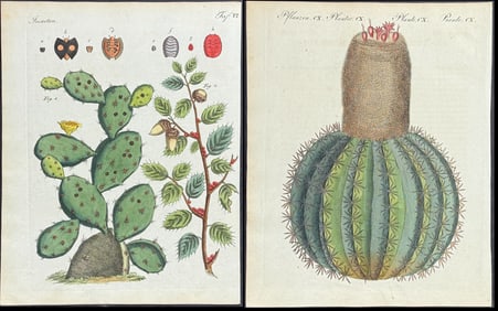 Bertuch - Pair of Cactus Engravings