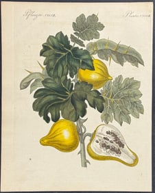 Bertuch - Nipplefruit or Apple of Sodom