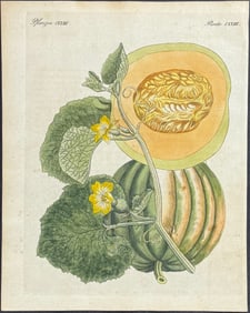 Bertuch - Melon or Cantelope