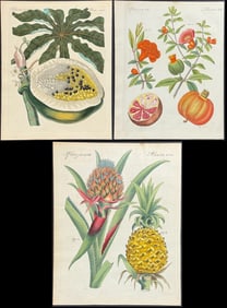 Bertuch - 3 Fruit Engravings of Pineapple, Pomegranate, & Papaya