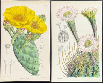 Curtis - 4 Cactus Prints