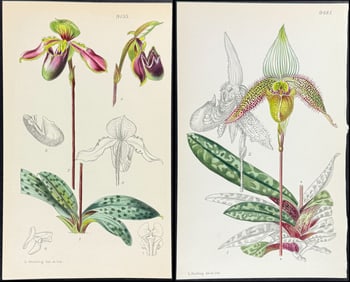 Curtis - 4 Orchid Prints