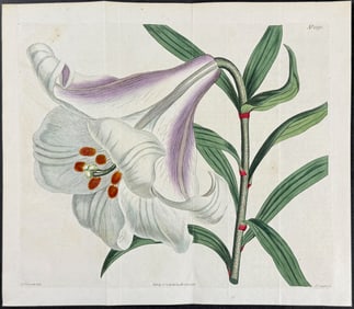 Curtis - White One-flowered Japan Lily. 1591