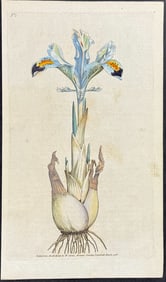 Curtis - Persian Iris. 1