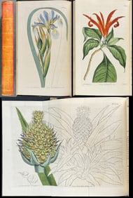 Curtis's Botanical Magazine - Two Volumes bound in One (37 & 38) with 90 Botanical Engravings