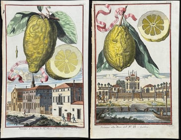 Volckamer - Pair of Citrus Fruit Engravings