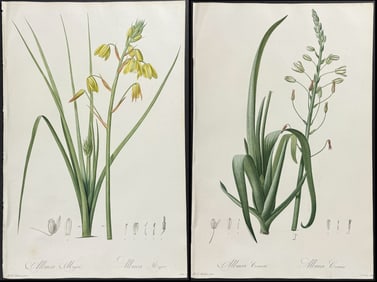 Redoute, Folio - 3 Botanical Engravings (Albuca)