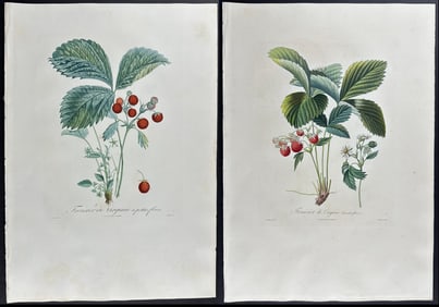Duhamel, Poiteau, & Turpin - Pair of Strawberry Engravings