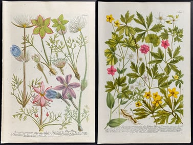 Weinmann - 6 Botanical Engravings (Ranunculus, Pulsatilla, Primula, Portulaca)