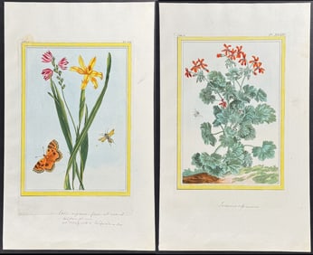 Buchoz - 4 Flower & Insect Engravings