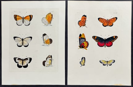 Drury - 6 Butterfly Engravings