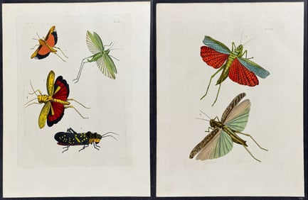 Drury - 4 Locust Engravings: Grasshopper, Walking Stick
