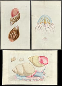 Shaw & Nodder, On Vellum - 7 Sea Life Engravings (Shells, Jellyfish)
