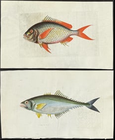 Shaw & Nodder, On Vellum - 7 Fish & Eel Engravings