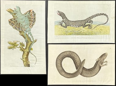 Shaw & Nodder, On Vellum - 4 Lizard & Axolotl Engravings