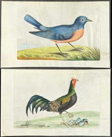 Shaw & Nodder, On Vellum - 6 Bird Engravings (Blue Bird, Rooster or Chicken)