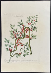Catesby - Green Snake with Yaupon. 2-57