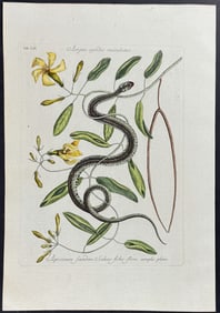 Catesby - Green Spotted Snake with Wild Unction. 2-53