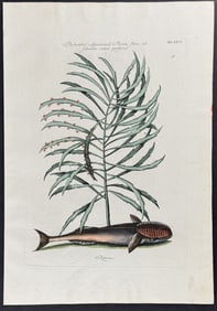 Catesby - Sucking Fish (Remora) with Abraham Bush. 2-26