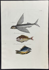 Catesby - Flying Fish, Rudder Fish & Fresh-Water Perch. 2-8