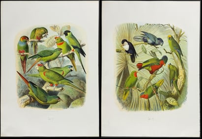Reichenow - 4 Parrot Lithographs
