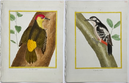 Martinet & Buffon - 4 Woodpecker Engravings