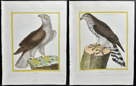 Martinet & Buffon - 4 Hawk Engravings (Goshawk, Sparrowhawk)