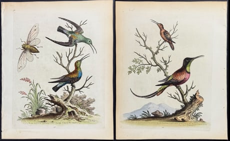 Edwards - 4 Hummingbird Engravings