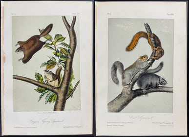 Audubon - Pair of Squirrel Lithographs