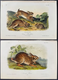 Audubon - 3 Hare or Rabbit lithographs